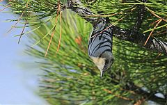 Pygmy Nuthatch